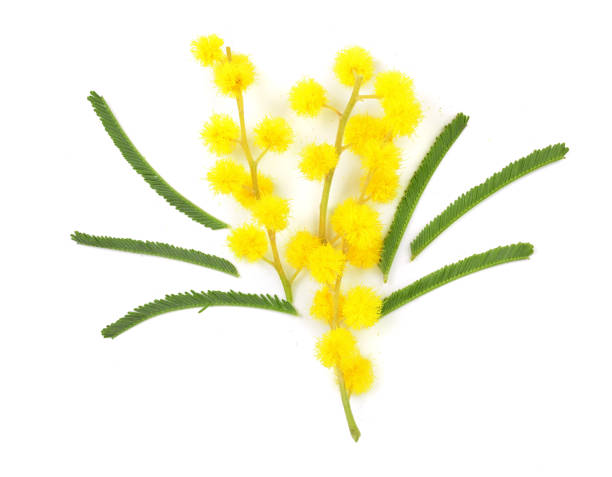 istock mimosa isolated on white background. Top view 931510690