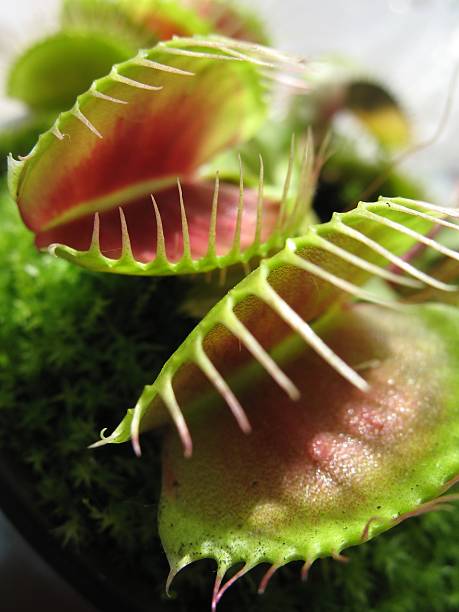 istock Closeup of a Venus fly trap plant 93151153