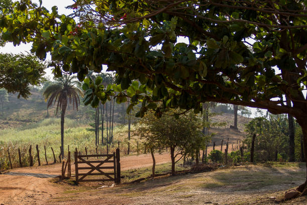 istock Dust road in Serra do Cipo. 931513652