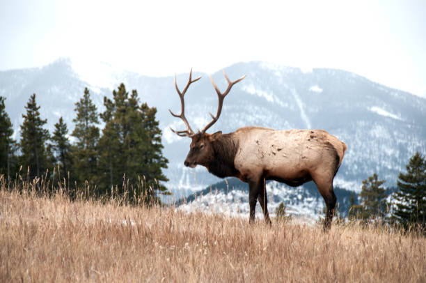 istock Bull Elk in Banff National Park in November 931513918