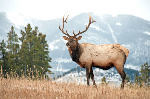 istock Bull Elk in Banff National Park in November 931513944