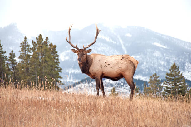 istock Bull Elk in Banff National Park in November 931513962