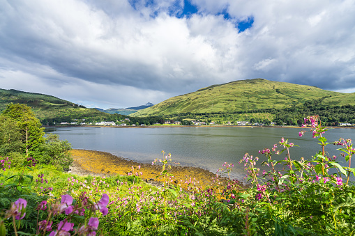flowers bloom on the Isle of Skye  in Scotland