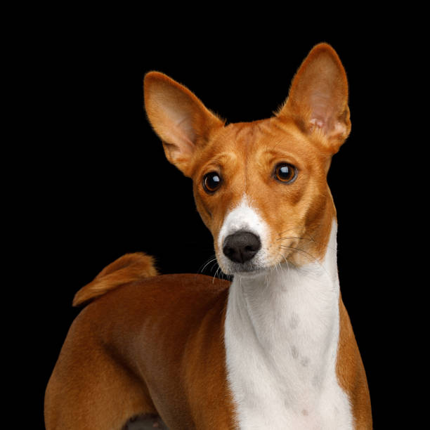 istock Pedigree White with Red Basenji Dog on Isolated Black Background 931517054