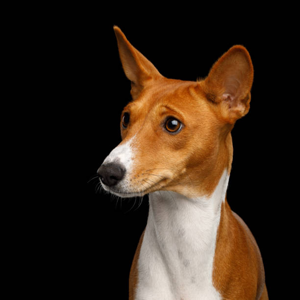 istock Pedigree White with Red Basenji Dog on Isolated Black Background 931519154