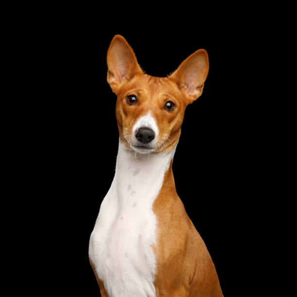 istock Pedigree White with Red Basenji Dog on Isolated Black Background 931519184