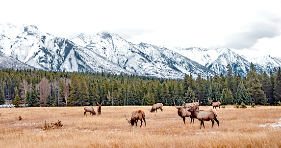 Bull Elk in Banff National Park in November