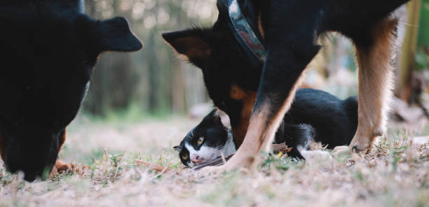 istock Two Big Black Dogs Bully The Little Cat 931523206