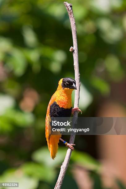 Orange Bishop Foto de stock y más banco de imágenes de Animales en cautiverio - Animales en cautiverio, Color - Tipo de imagen, Enfoque diferencial