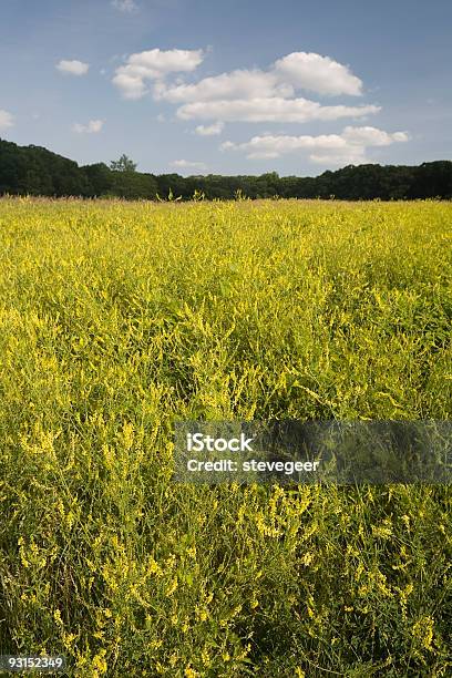 Summer Meadow Stock Photo - Download Image Now - Agricultural Field, Blue, Color Image