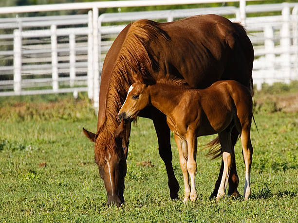 istock Hey Mom! I Gotta Secret! (Horse & Foal) 93152365