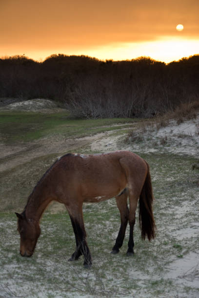 cumberland island - sand dune cumberland island beach sand foto e immagini stock