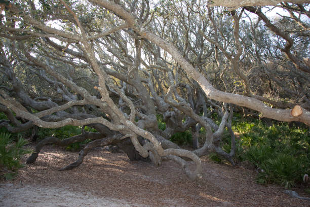 cumberland island - sand dune cumberland island beach sand foto e immagini stock