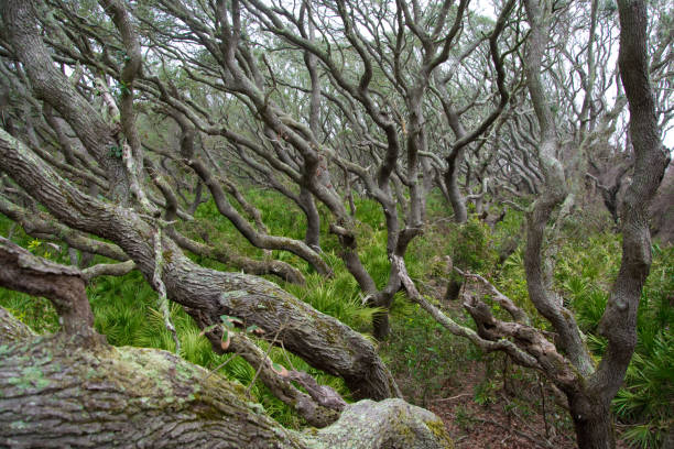 cumberland island - sand dune cumberland island beach sand foto e immagini stock