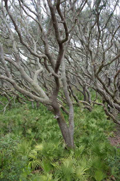 cumberland island - sand dune cumberland island beach sand foto e immagini stock