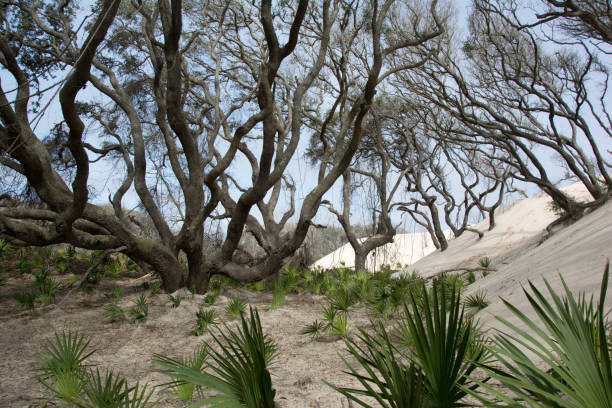 cumberland island - sand dune cumberland island beach sand foto e immagini stock