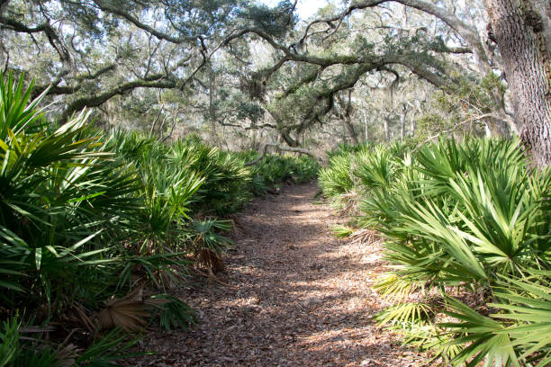 cumberland island - sand dune cumberland island beach sand foto e immagini stock