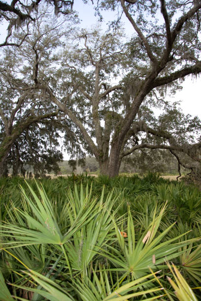 cumberland island - sand dune cumberland island beach sand foto e immagini stock