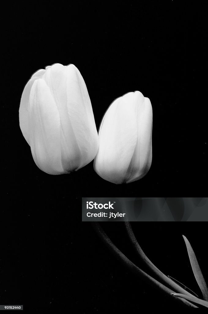 Two Tulips  Black And White Stock Photo