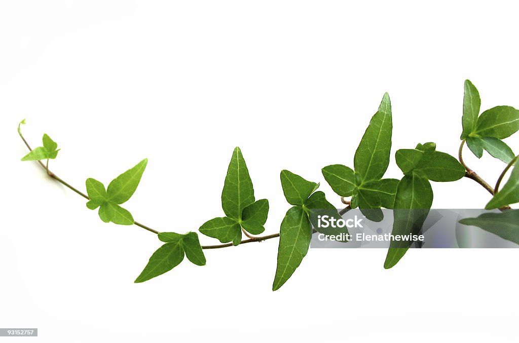 Ivy auf weißem Hintergrund 2 - Lizenzfrei Biegung Stock-Foto