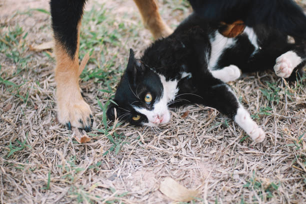 istock Two Big Black Dogs Bully The Little Cat 931527572