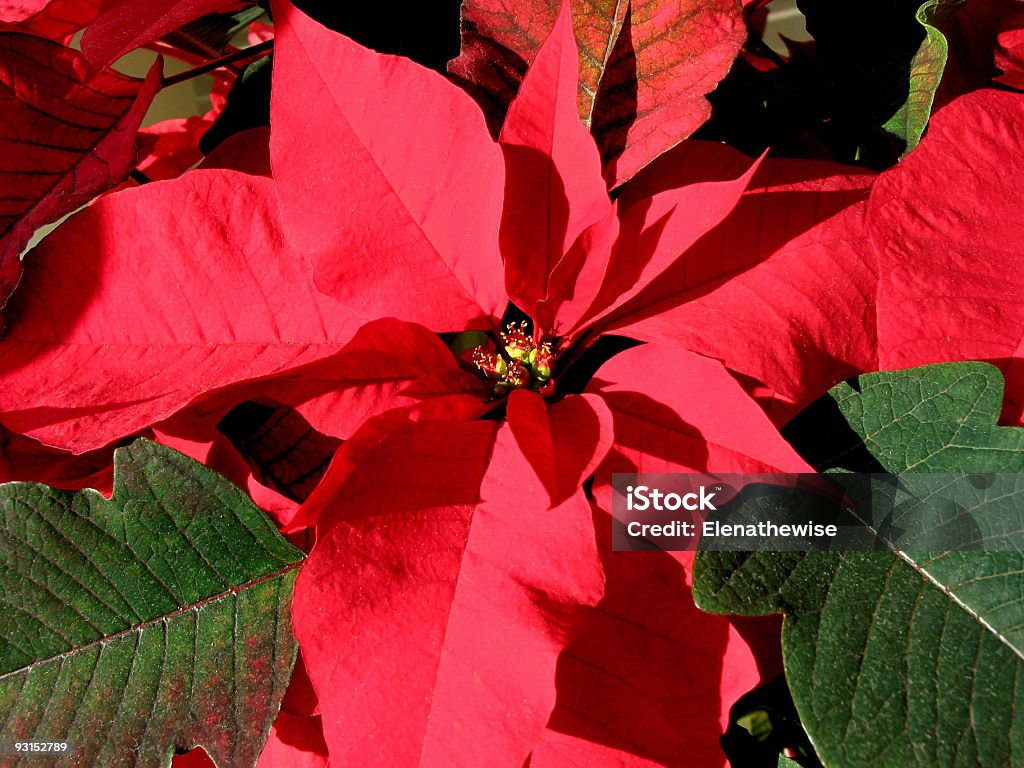 Vermelho de poinsettia Natal 3 - Foto de stock de Bico-de-Papagaio royalty-free