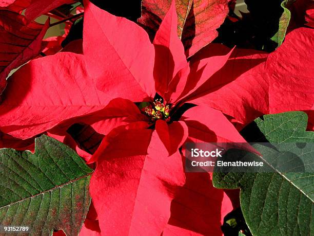 Foto de Vermelho De Poinsettia Natal 3 e mais fotos de stock de Bico-de-Papagaio - Bico-de-Papagaio, Brilhante - Luminosidade, Decoração