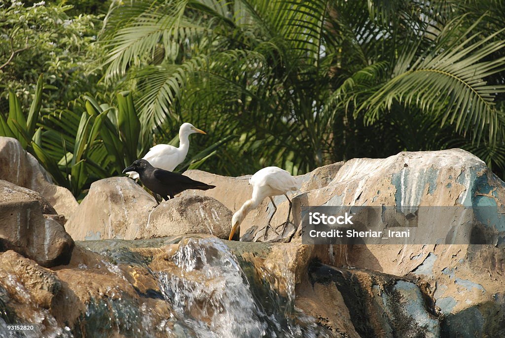 Heron trinken Wasser aus dem Pool-Wasserfall - Lizenzfrei Aquatisches Lebewesen Stock-Foto