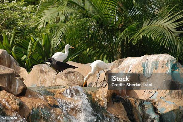 Heron Trinken Wasser Aus Dem Poolwasserfall Stockfoto und mehr Bilder von Aquatisches Lebewesen - Aquatisches Lebewesen, Bunter Reiher, Farbbild