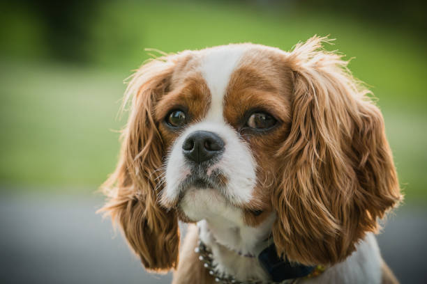 Small cute dog with cute sad eyes outside shallow depth of field portrait