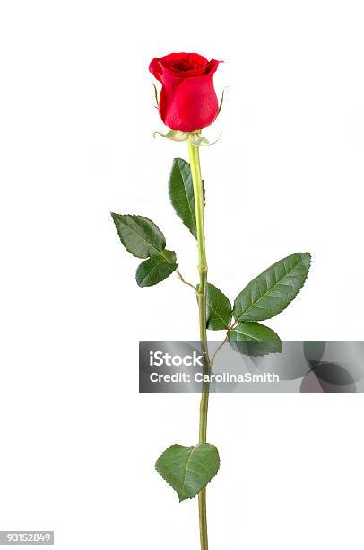 Langstielige Rose Stockfoto und mehr Bilder von Pflanzenstängel - Pflanzenstängel, Rose, Lang