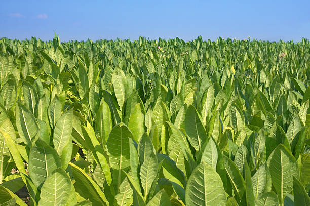 Tabaco de planta - foto de stock