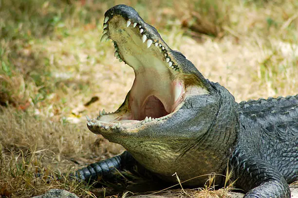Photo of Crocodile with open mouth.