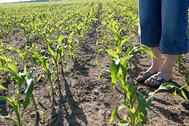 standing amongst the crops stock photo