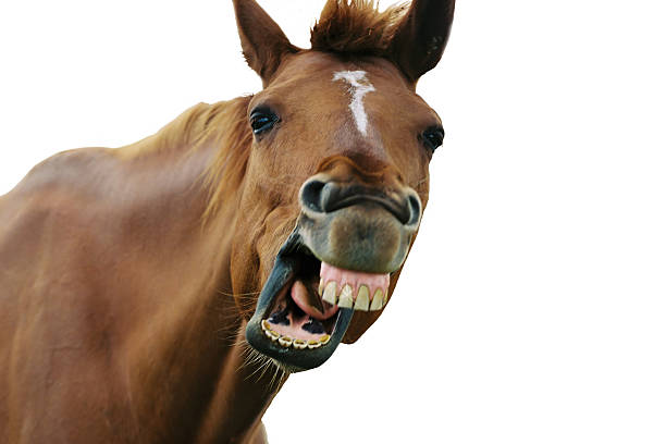 straight from the horses mouth (isolated) - gekke paarden stockfoto's en -beelden