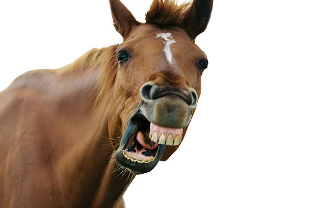 Straight From The Horses Mouth Stock Photo - Download Image Now - Horse,  Animal Head, Humor - iStock