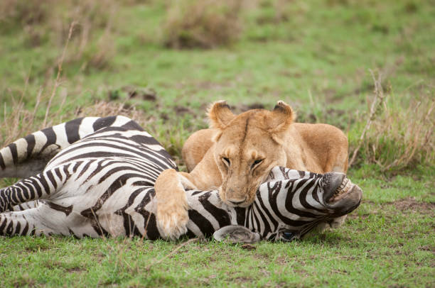 istock Wild African Lioness Holding Down a Just Captured Wild Zebra 931530442