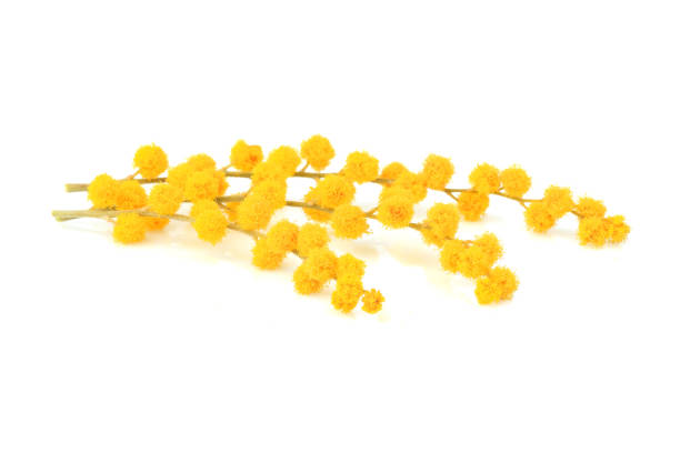 istock Mimosa branch isolated close-up. 931530898