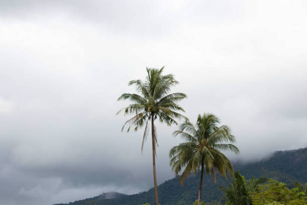 istock Coconut palm tree on the island with mist after rain fall in nature background 931531016