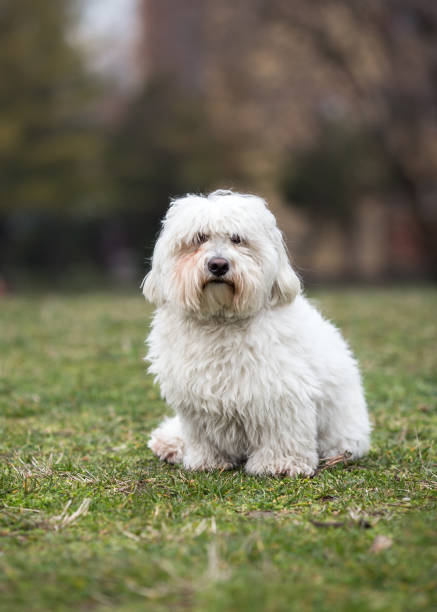Coton de Tulear dog sitting on the grass Coton de Tulear dog sitting on the grass coton de tulear stock pictures, royalty-free photos & images
