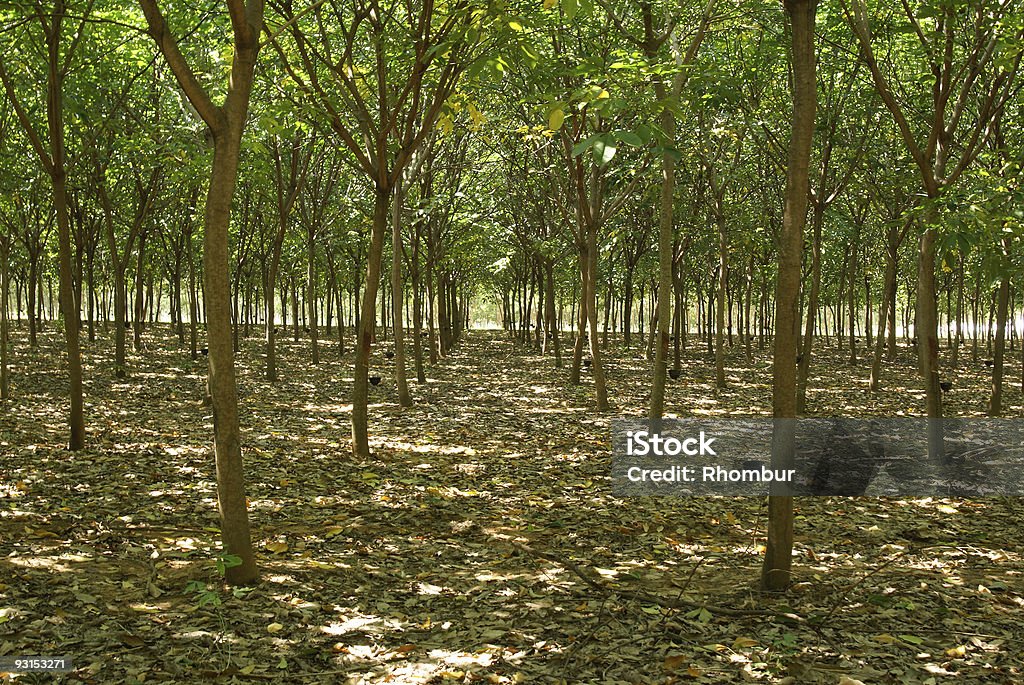 Naturgummi Plantation in Thailand - Lizenzfrei Asien Stock-Foto