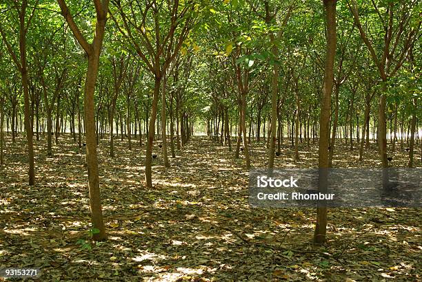 Naturgummi Plantation In Thailand Stockfoto und mehr Bilder von Asien - Asien, Baum, Ernten