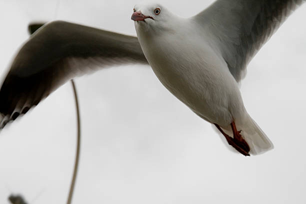 Seagull 4 stock photo