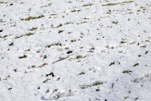 istock Green leaves of grass under snow 931534364