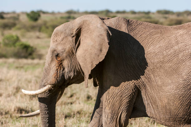 istock Close-up of African Elephant 931534654