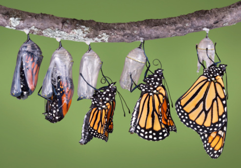 A composite of five different views of a monarch emerging from its chrysalis. It shows the emerging monarch from the first opening of the chrysalis to the final unfolding and drying of its wings. The butterfly starts its emergence upside down and has to grab the chrysalis tightly with its legs and right itself.