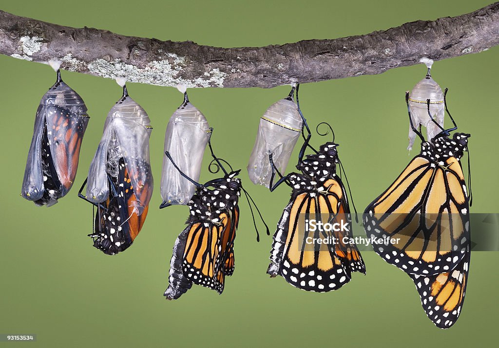 Monarch emerging from chrysalis A composite of five different views of a monarch emerging from its chrysalis. It shows the emerging monarch from the first opening of the chrysalis to the final unfolding and drying of its wings. The butterfly starts its emergence upside down and has to grab the chrysalis tightly with its legs and right itself. Butterfly - Insect Stock Photo