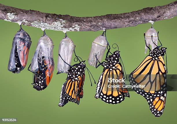 Monarch Emerging From Chrysalis Stock Photo - Download Image Now - Butterfly - Insect, Cocoon - Animal Stage, Change