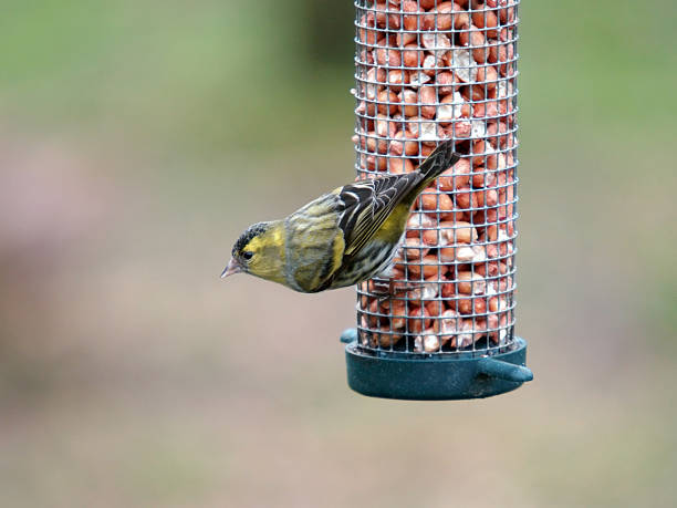 fichtenzeisig (carduelis spinus) auf feeder - fichtenzeisig stock-fotos und bilder