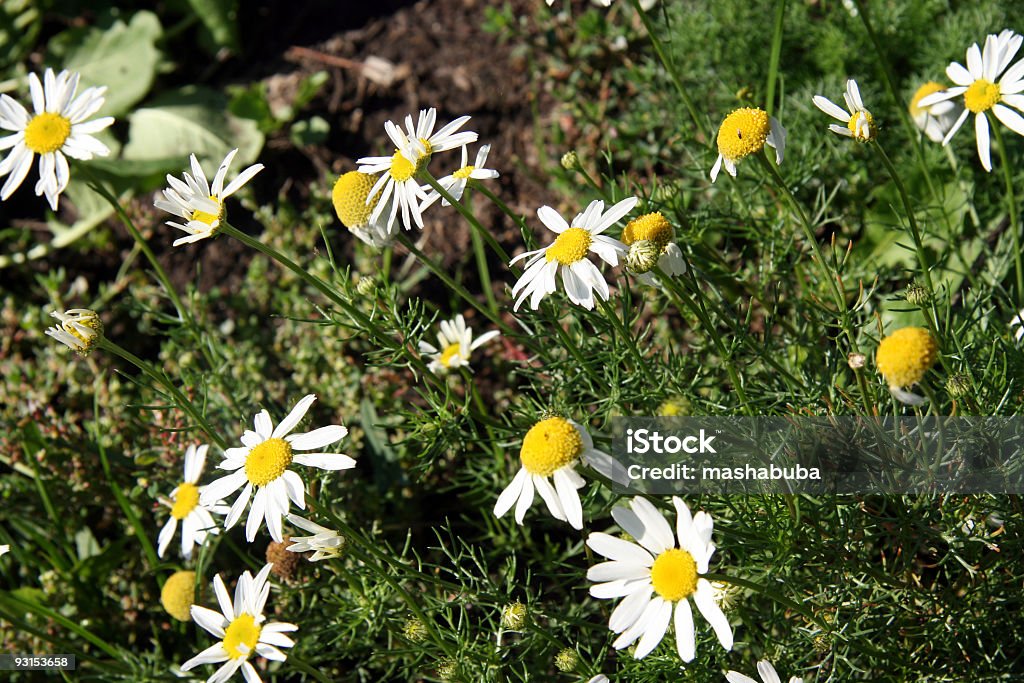 Camomiles - Foto de stock de Aire libre libre de derechos